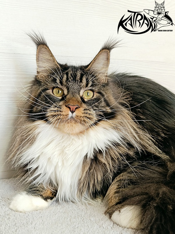 Katran Fleur - Adult maine-coon 10 months 4 weeks