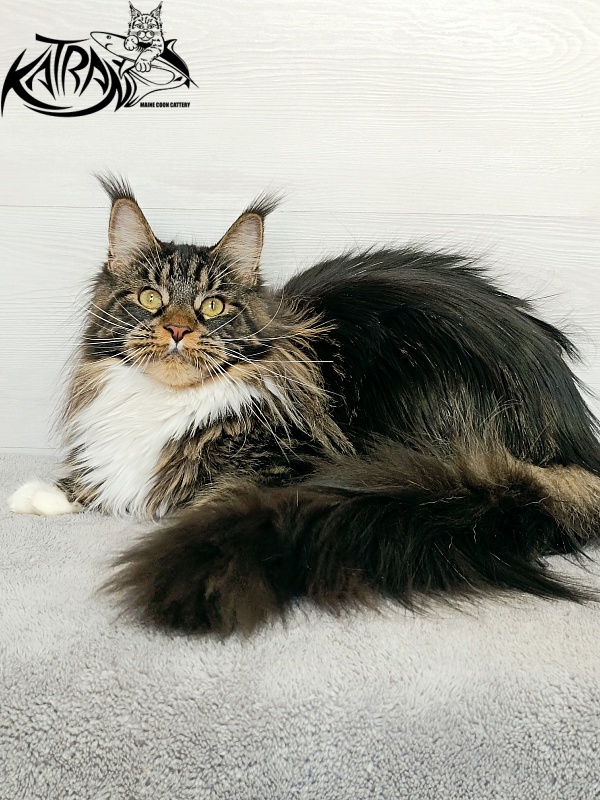 Katran Fleur - Adult maine-coon 10 months 4 weeks