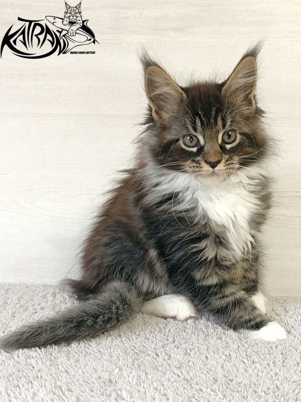 Katran Fleur - Kitten maine-coon 2 months