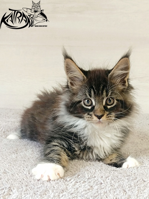 Katran Fleur - Kitten maine-coon 2 months