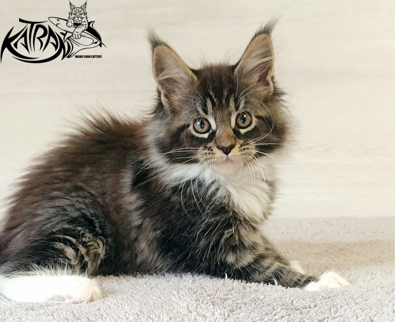 Katran Fleur - Kitten maine-coon 2 months