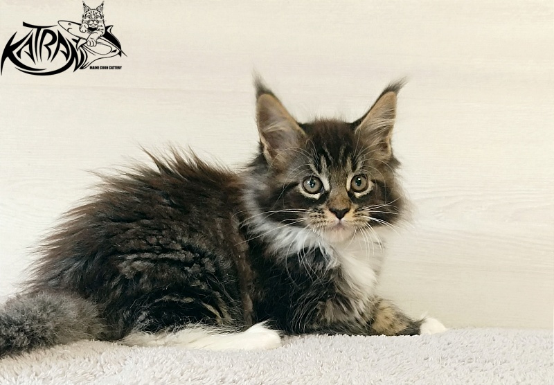 Katran Fleur - Kitten maine-coon 2 months
