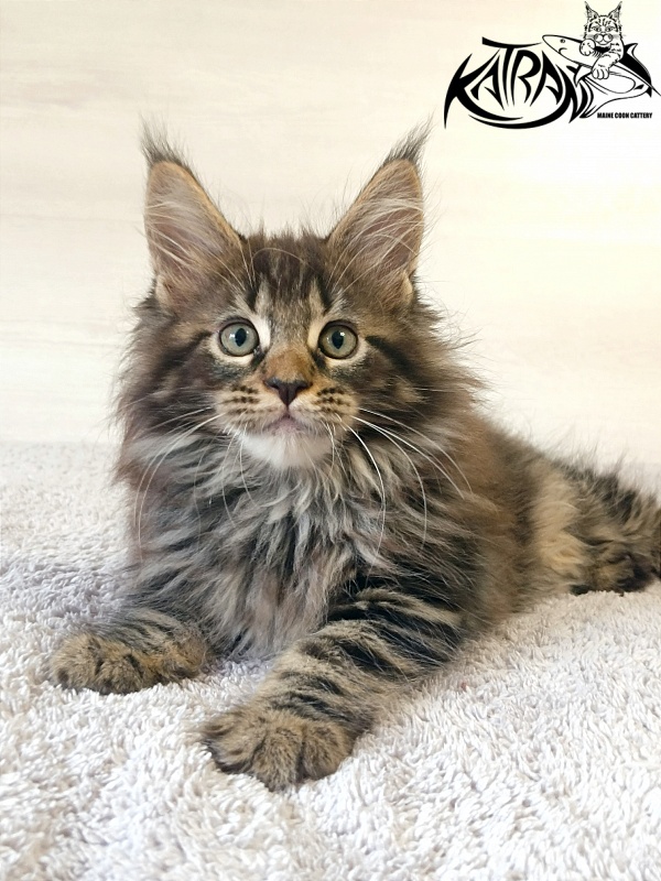 Katran Forest - Kitten maine-coon 2 months