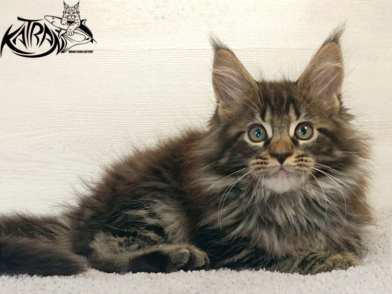 Katran Forest - Kitten maine-coon 2 months