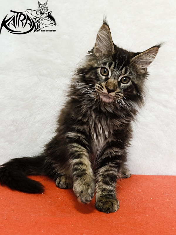 Katran Forest - Kitten maine-coon 3 months 1.5 week