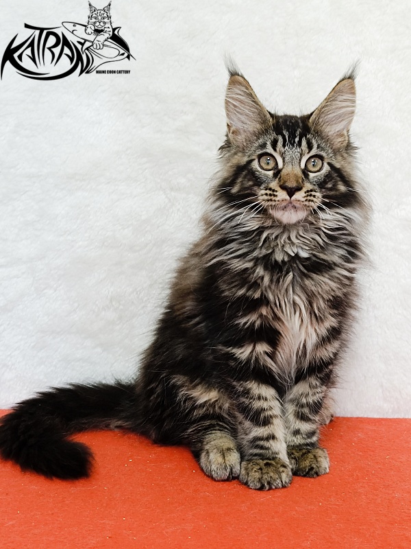 Katran Forest - Kitten maine-coon 3 months 1.5 week