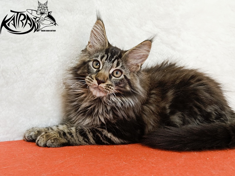 Katran Forest - Kitten maine-coon 3 months 1.5 week
