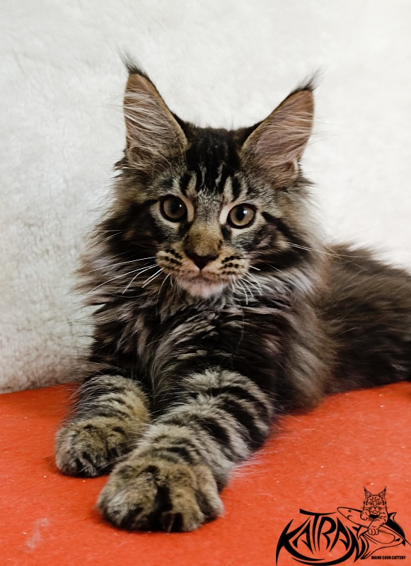 Katran Forest - Kitten maine-coon 3 months 1.5 week