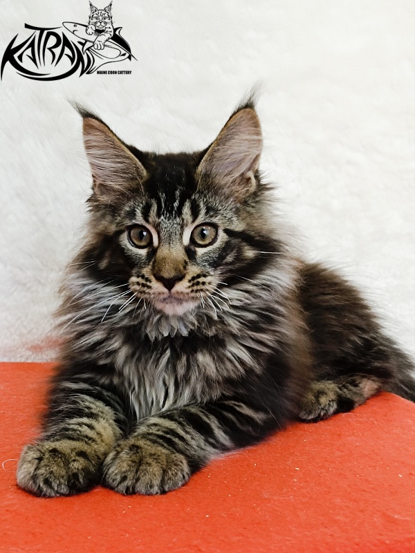 Katran Forest - Kitten maine-coon 3 months 1.5 week