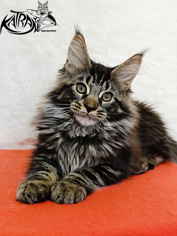Katran Forest - Kitten maine-coon 3 months 1.5 week