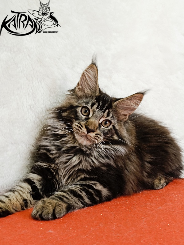 Katran Forest - Kitten maine-coon 3 months 1.5 week