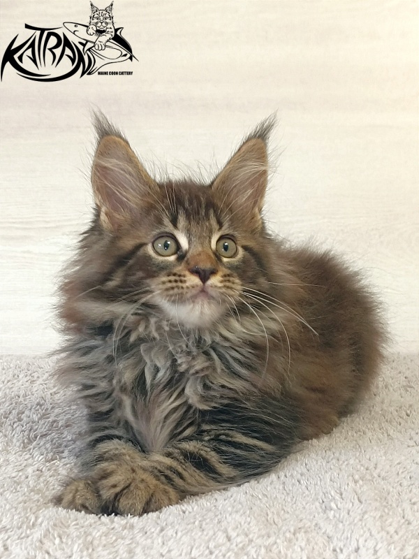 Katran Forest - Kitten maine-coon 2 months