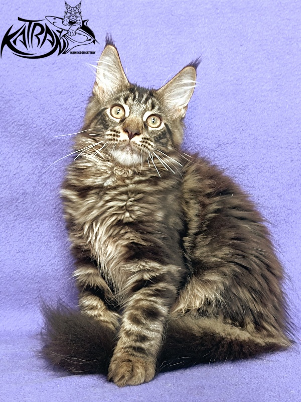Katran Forest - Kitten maine-coon 4 months