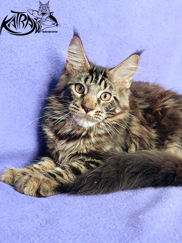 Katran Forest - Kitten maine-coon 4 months