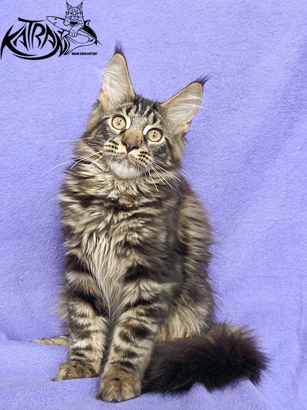 Katran Forest - Kitten maine-coon 4 months