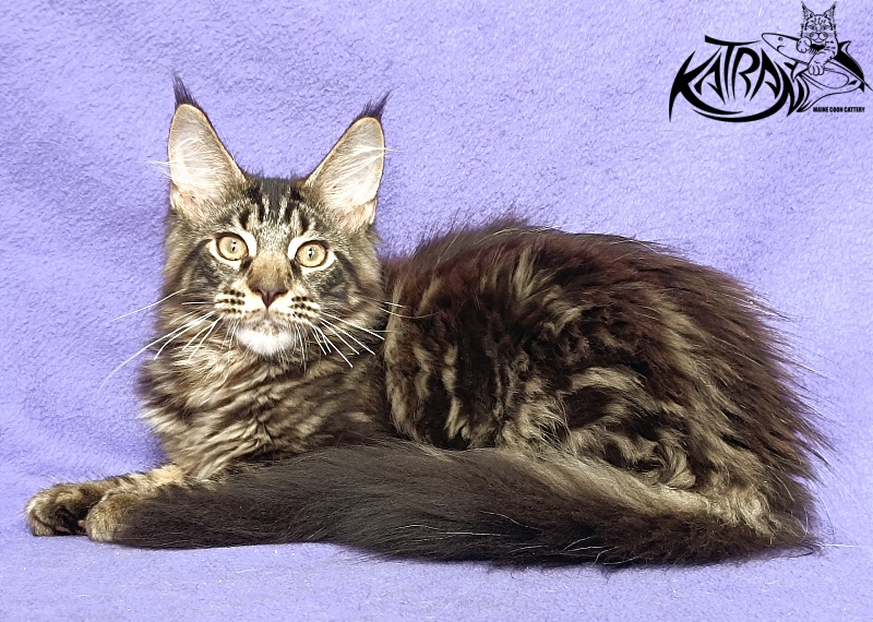 Katran Forest - Kitten maine-coon 4 months