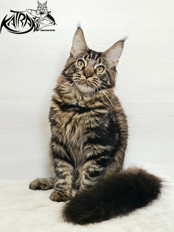 Katran Forest - Kitten maine-coon 5.5 months