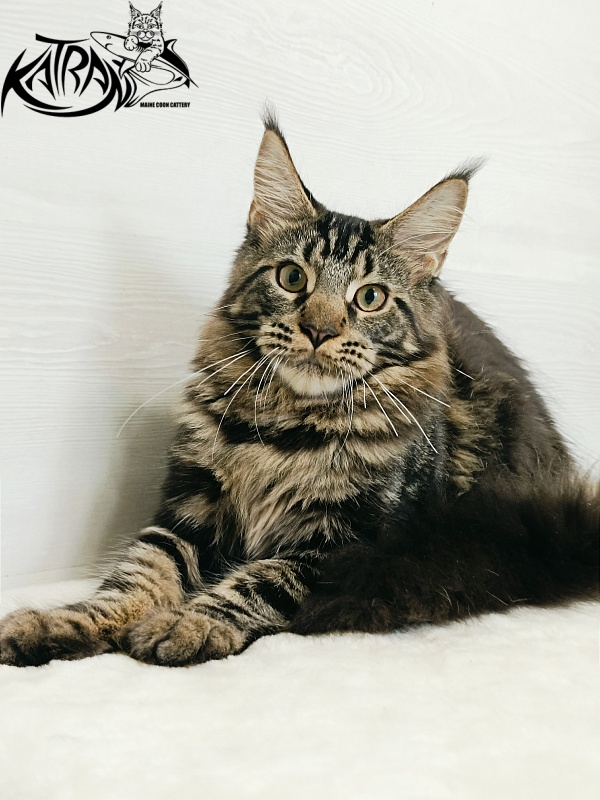 Katran Forest - Kitten maine-coon 5.5 months