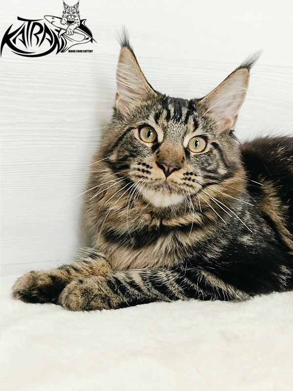 Katran Forest - Kitten maine-coon 5.5 months