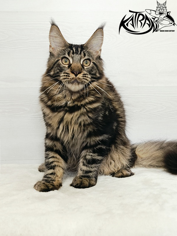 Katran Forest - Kitten maine-coon 5.5 months