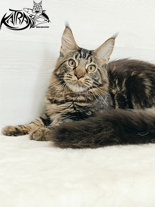 Katran Forest - Kitten maine-coon 5.5 months