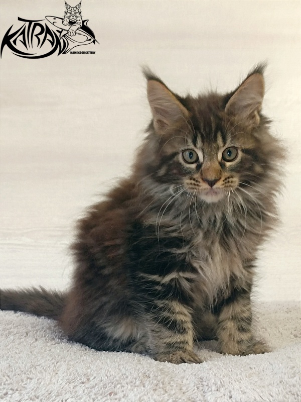 Katran Forest - Kitten maine-coon 2 months