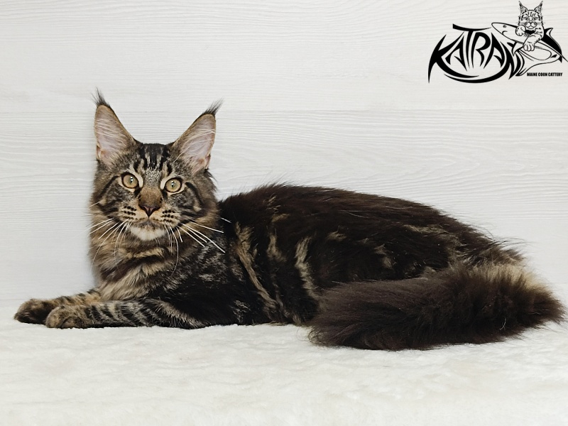 Katran Forest - Kitten maine-coon 5.5 months