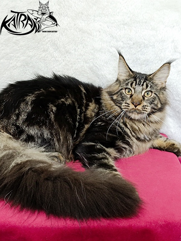 Katran Forest - Junior maine-coon 7 months