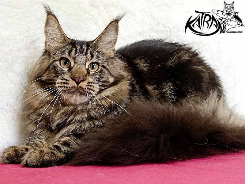 Katran Forest - Junior maine-coon 7 months