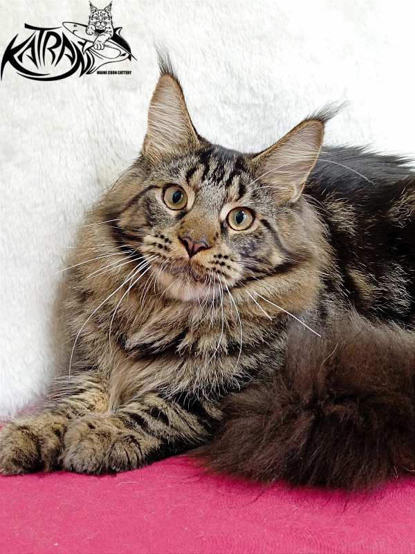 Katran Forest - Junior maine-coon 7 months