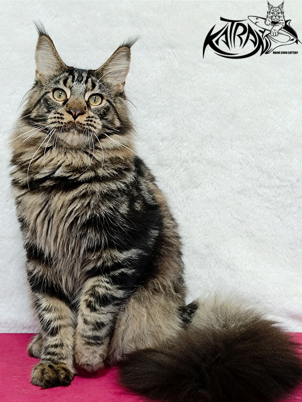 Katran Forest - Junior maine-coon 7 months