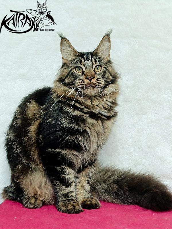 Katran Forest - Junior maine-coon 7 months