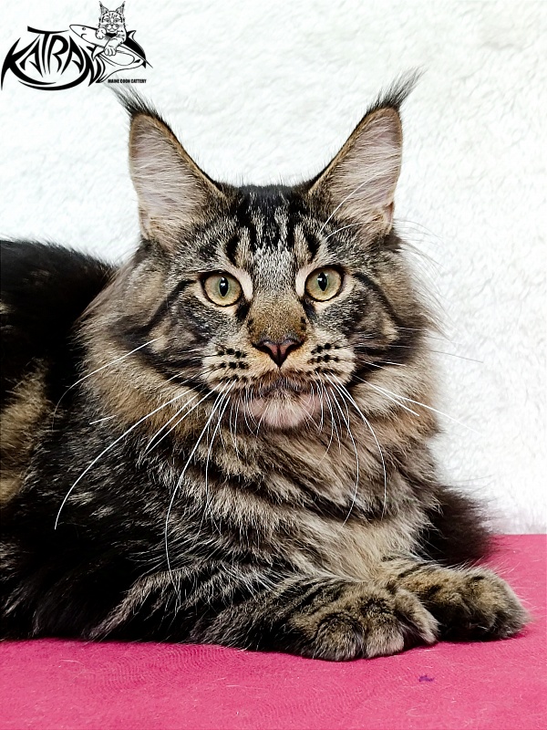 Katran Forest - Junior maine-coon 7 months