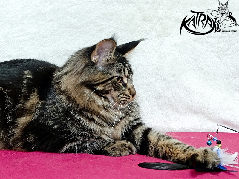 Katran Forest - Junior maine-coon 7 months