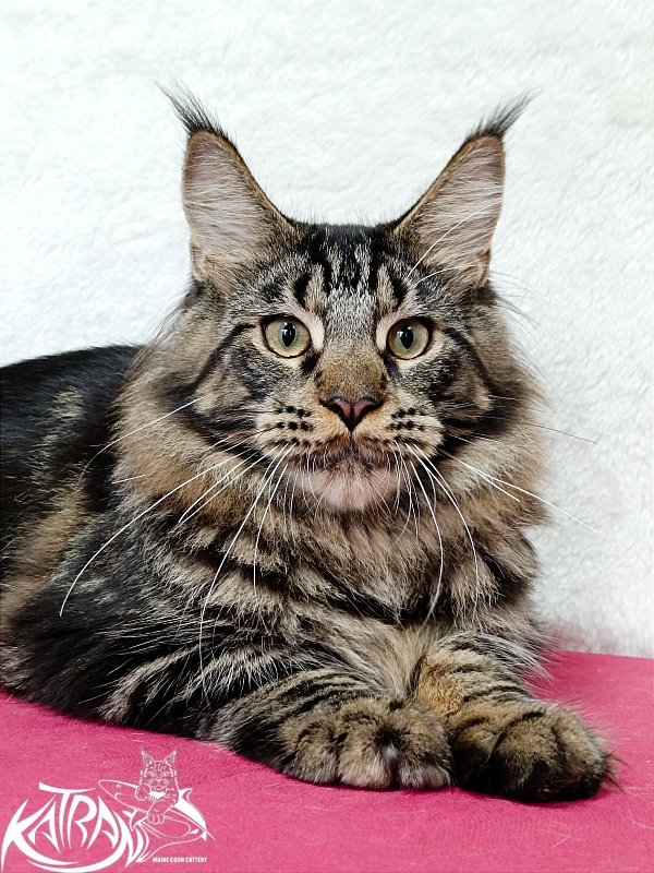 Katran Forest - Junior maine-coon 7 months