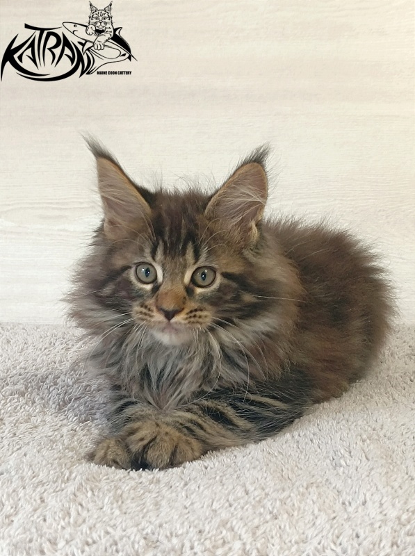 Katran Forest - Kitten maine-coon 2 months