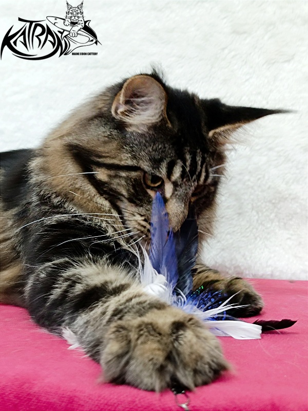Katran Forest - Junior maine-coon 7 months