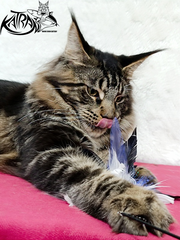 Katran Forest - Junior maine-coon 7 months