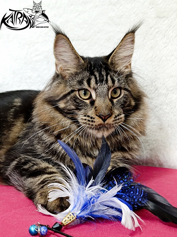 Katran Forest - Junior maine-coon 7 months