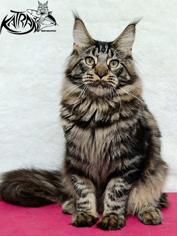 Katran Forest - Junior maine-coon 7 months