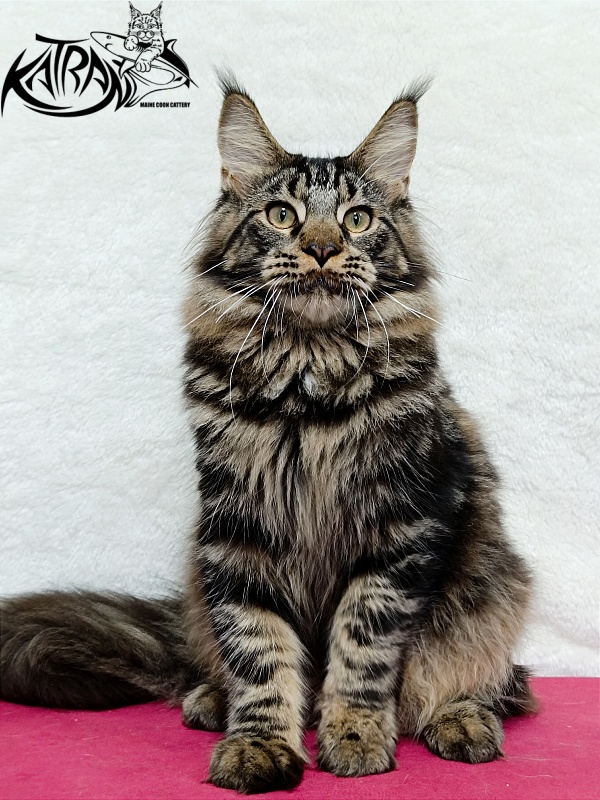 Katran Forest - Junior maine-coon 7 months