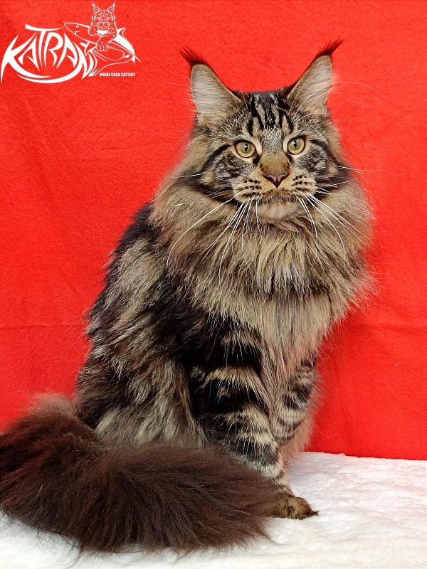 Katran Forest - Junior maine-coon 9 months