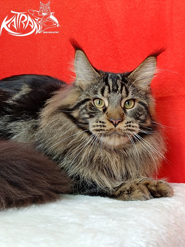 Katran Forest - Junior maine-coon 9 months