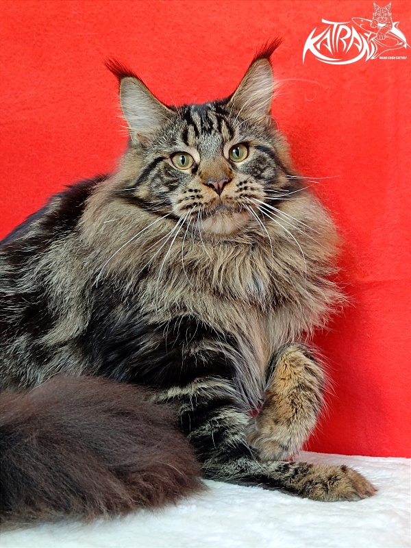 Katran Forest - Junior maine-coon 9 months