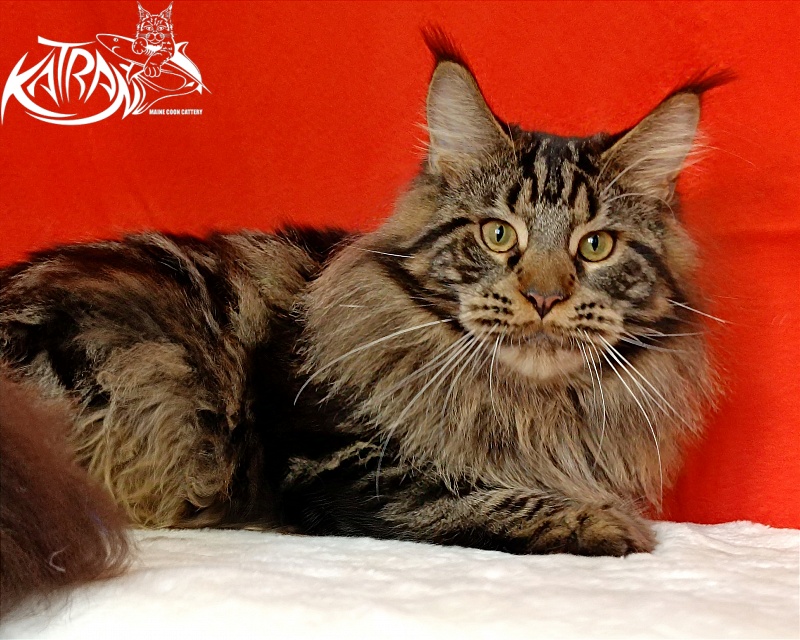 Katran Forest - Junior maine-coon 9 months