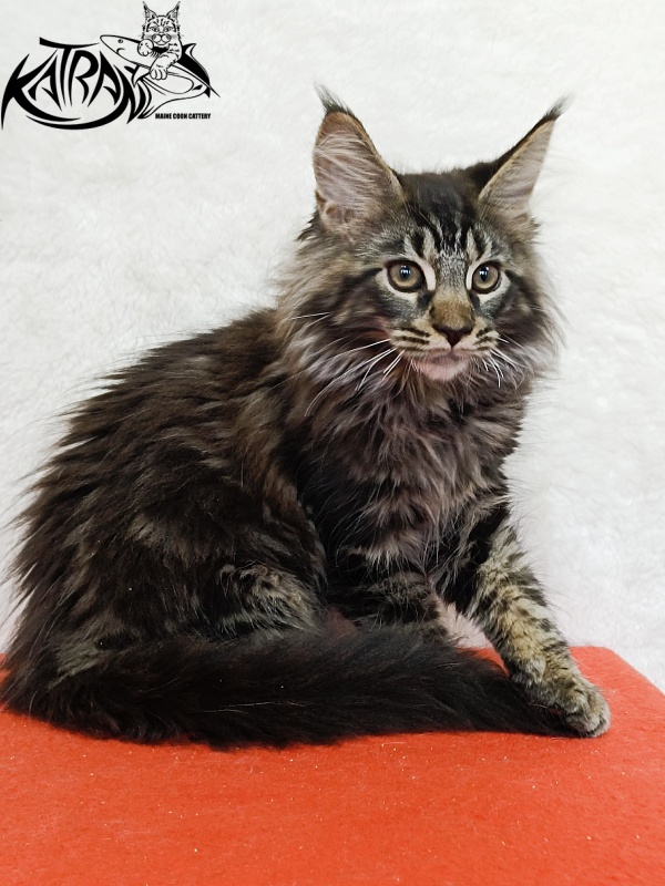 Katran Forest - Kitten maine-coon 3 months 1.5 week