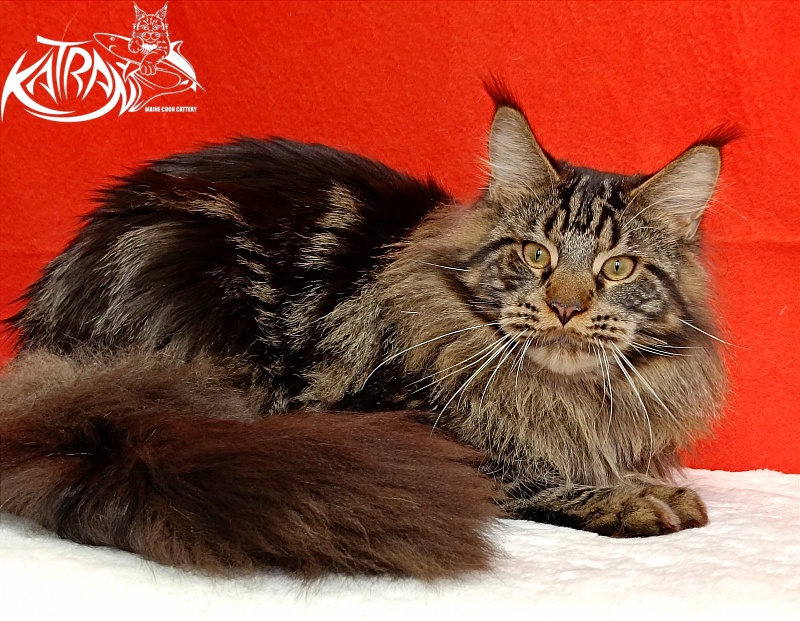 Katran Forest - Junior maine-coon 9 months