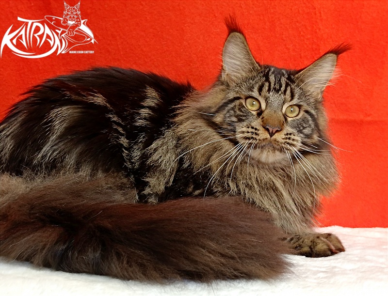 Katran Forest - Junior maine-coon 9 months