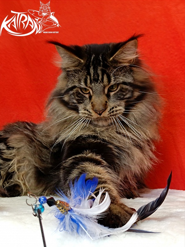 Katran Forest - Junior maine-coon 9 months