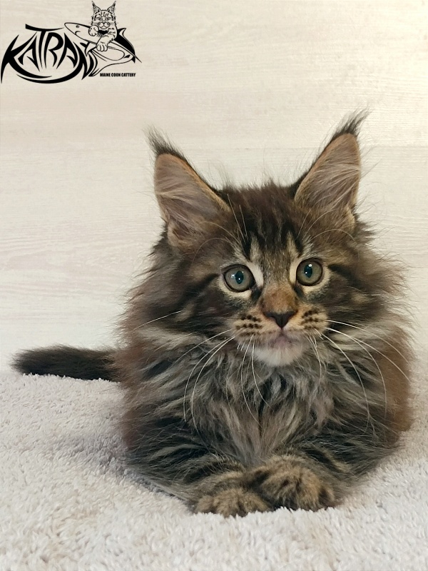 Katran Forest - Kitten maine-coon 2 months